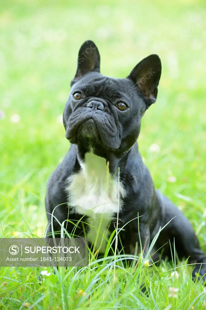 French Bulldog in grass