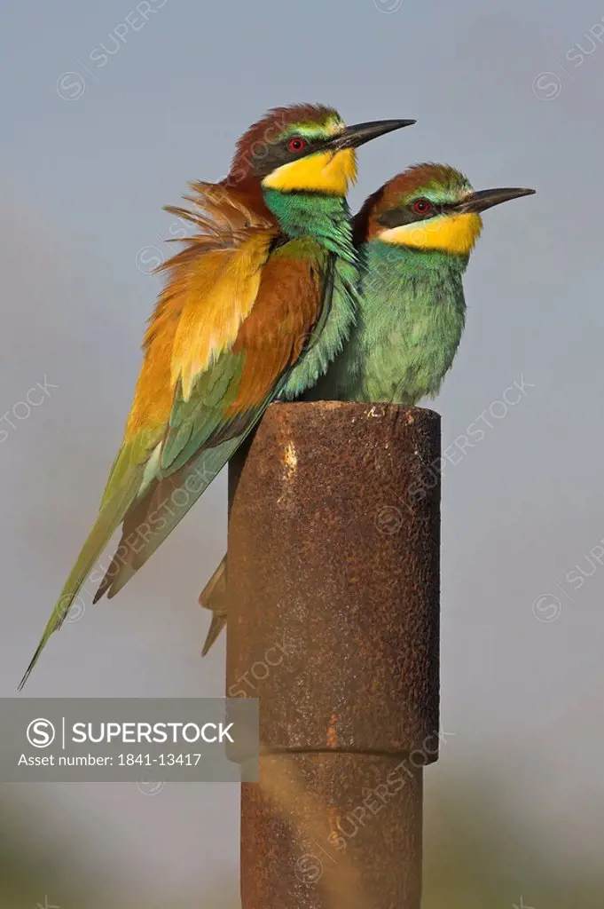 Close_up of two European Bee_eaters Merops apiaster on wooden post