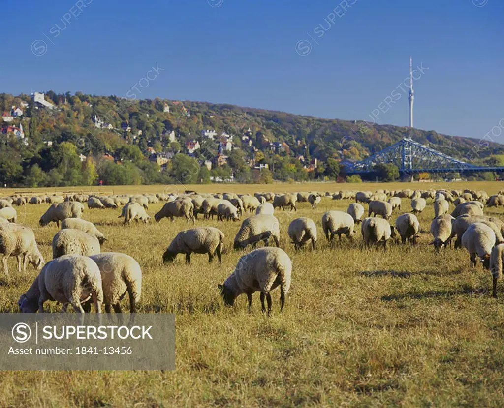 Flock of sheep grazing grass in field, Lingnerschloss, Blaues Wunder, Dresden, Saxony, Germany