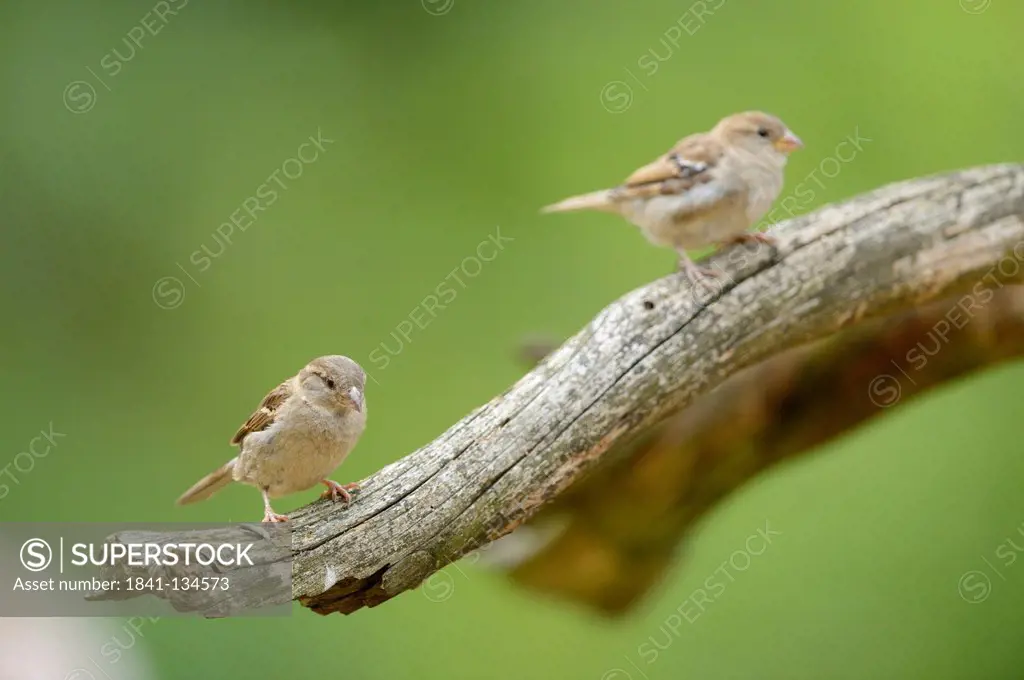 Tree sparrows, Passer montanus, Bavaria, Germany, Europe