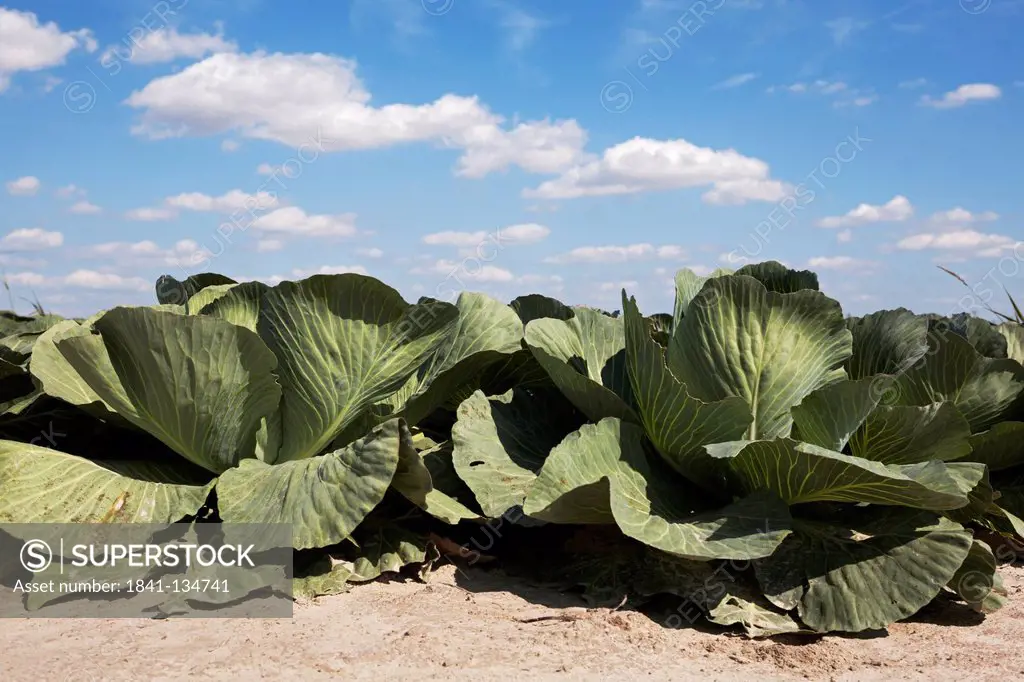 White cabbage on field, Dithmarschen, Schleswig-Holstein, Germany, Europe