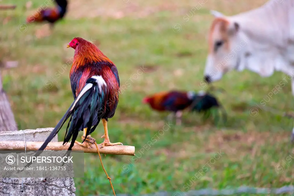 Chicken and cow on meadow, Bohol, Visayas, Philippines, Asia