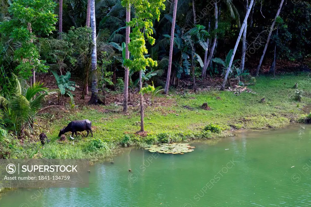 Water buffalo, Bohol, Philippines, Asia