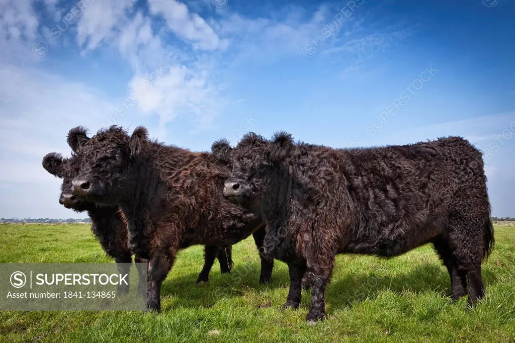 Three Galloway Cattles on a pasture, Sylt, Schleswig-Holstein, Germany, Europe