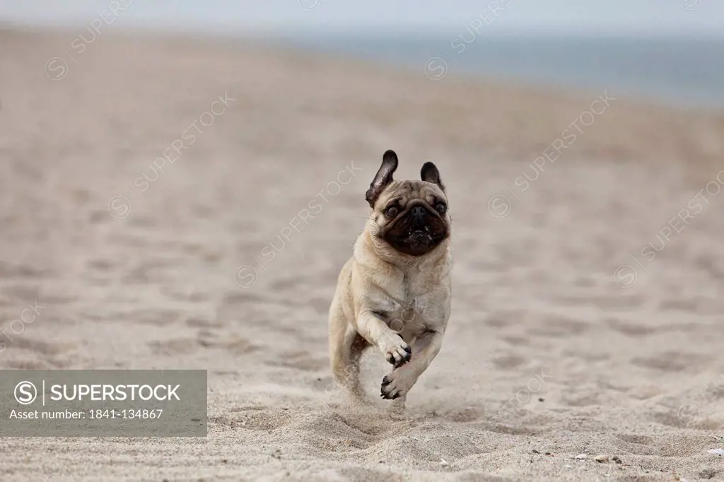 Pug dog running at beach, Sylt, Schleswig-Holstein, Germany, Europe