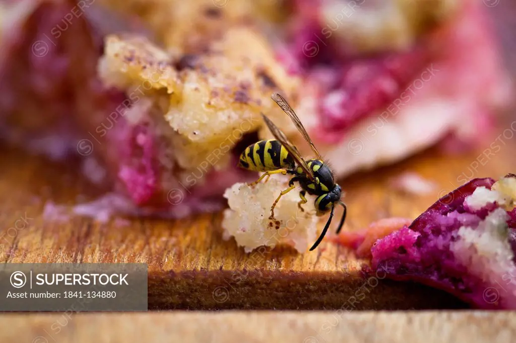 Wasp eating crumb of plum cake