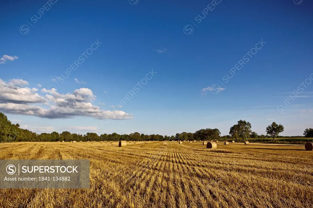 Stubble field, Kaltenkirchen, Schleswig-Holstein, Germany, Europe