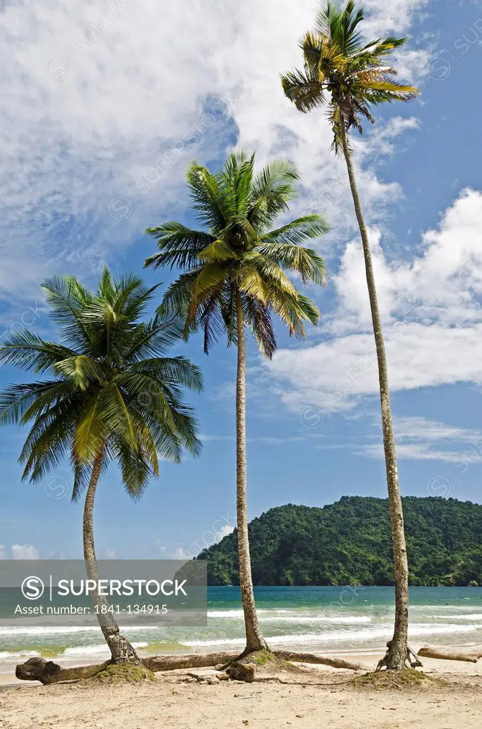 Palm beach, Maracas Playa, Trinidad and Tobago, Lesser Antilles, the Caribbean, America