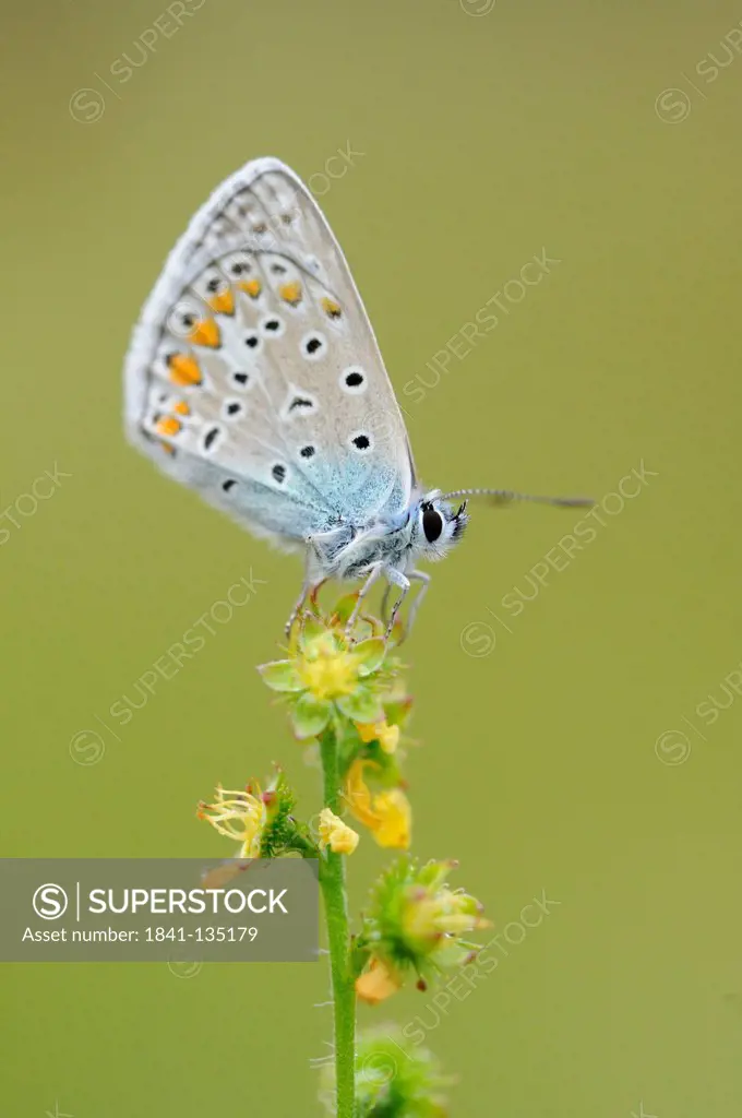 Close-up of a Common Blue (Polyommatus icarus) at a blossom