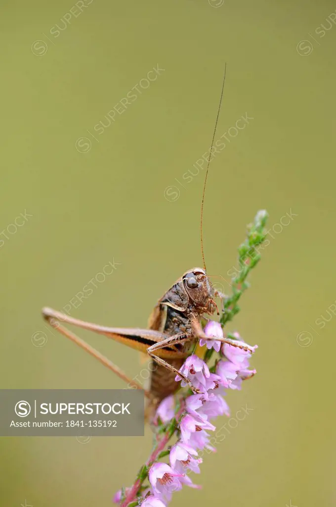 Close-up of a grasshopper (Gomphocerinae) at a blossom