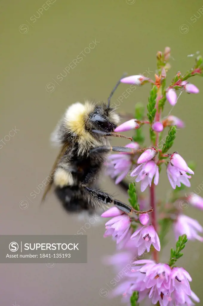 Close-up of a white-tailed bumblebee (Bombus magnus) at a blossom