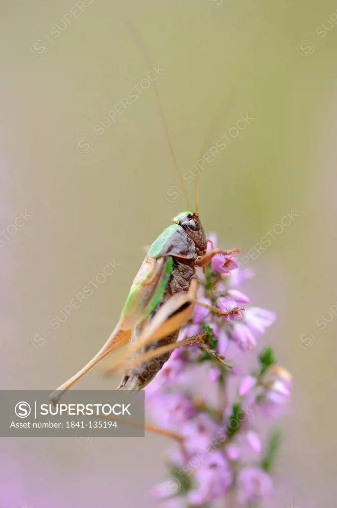 Close-up of a grasshopper (Gomphocerinae) at a blossom