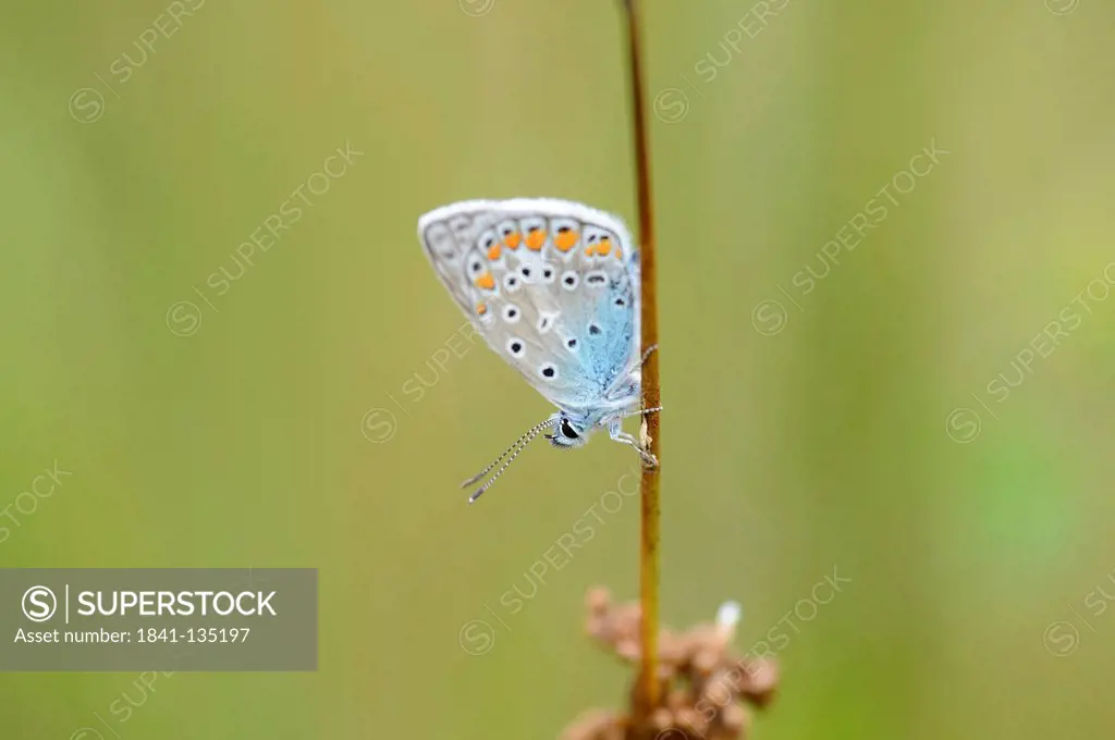 Close-up of a Common Blue (Polyommatus icarus) at a grass stalk