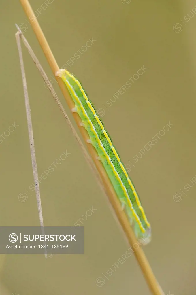 Close-up of a caterpillar from a Small Heath (Coenonympha pamphilus) at a grass stalk