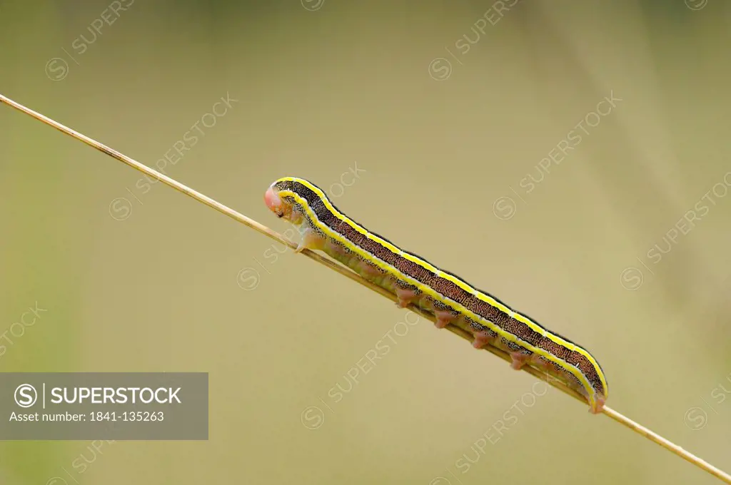 Close-up of a caterpillar from a Broom Moth (Ceramica pisi) at a grass stalk