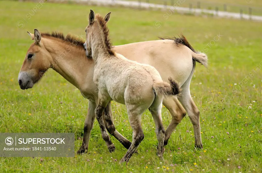 Two Przewalski´s wild horses Equus przewalskii playing with each other, Bavarian Forest, Germany