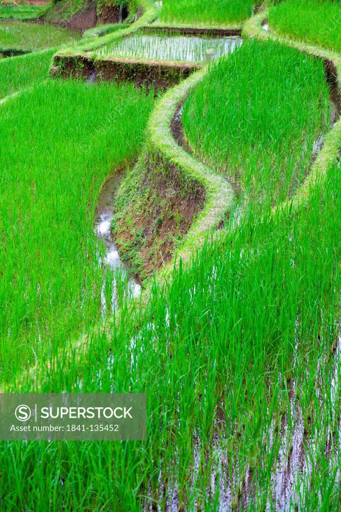 Rice Terrace near Bangli on Bali, Indonesia