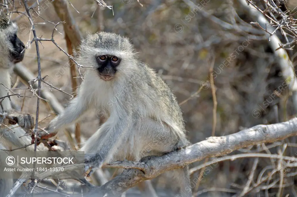Two Green monkeys Cercopithecus aethiops, Kruger National Park, Republic of South Africa