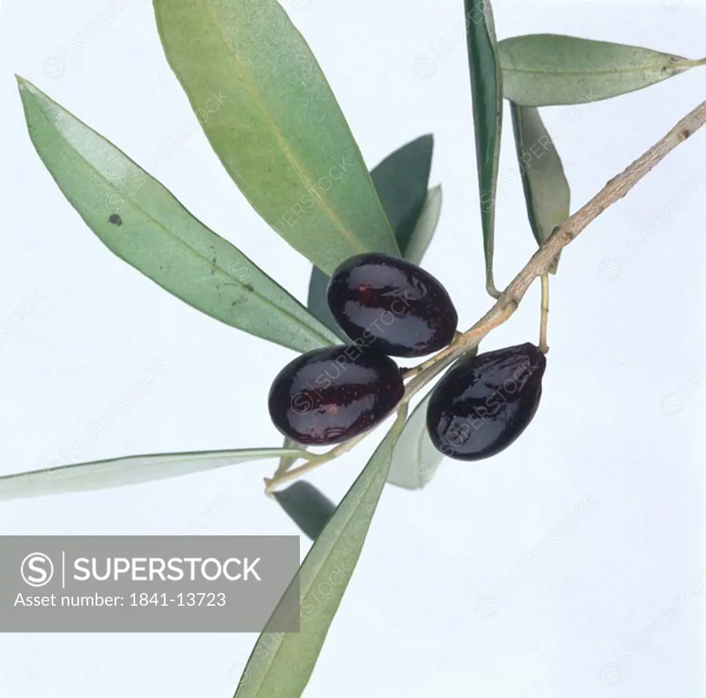 Close_up of black olives on a branch
