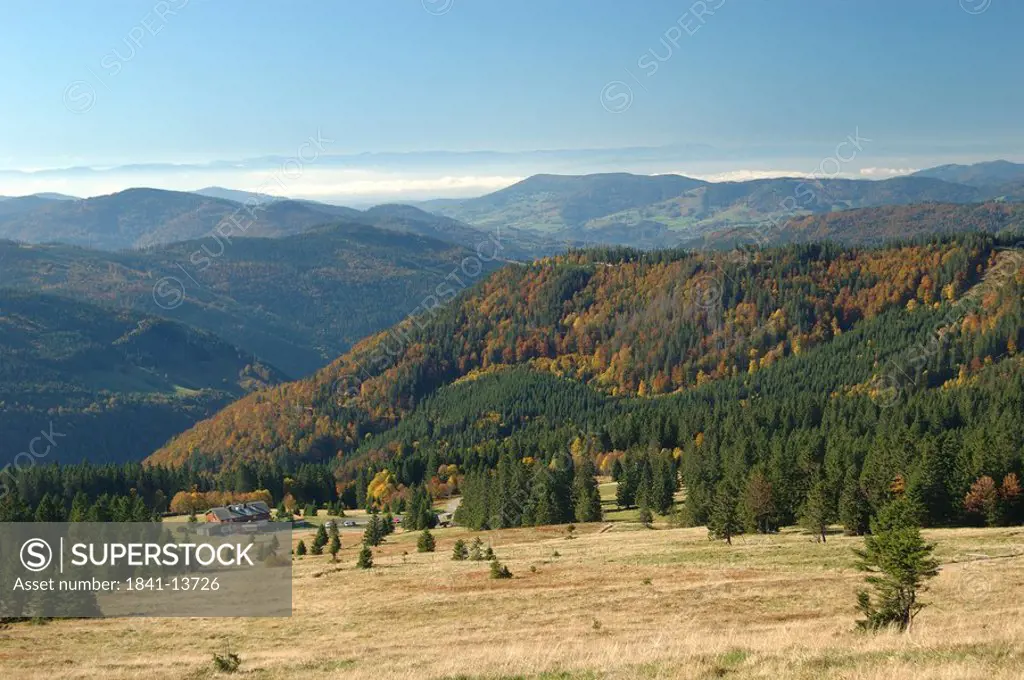 Forest with mountain range, Black Forest, Baden_Wurttemberg, Germany