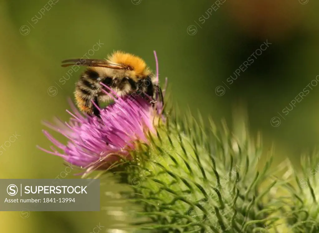 Close_up of bumblebee pollinating flower