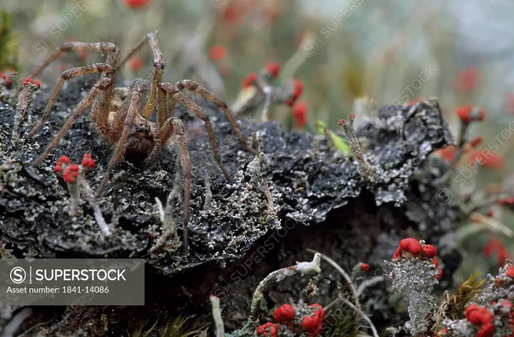 Close_up of Matchstick Lichen and Agelena labyrinthica spider, Jutland, Denmark