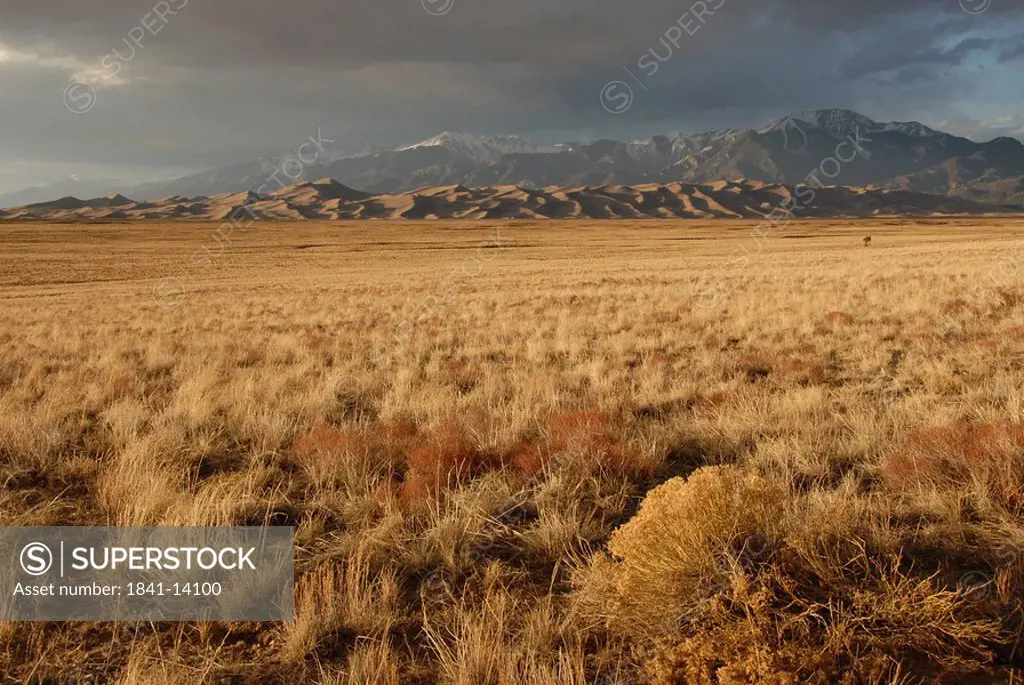 Dry grass in field with mountain range in background, Great Sand Dunes National Park, Colorado, USA