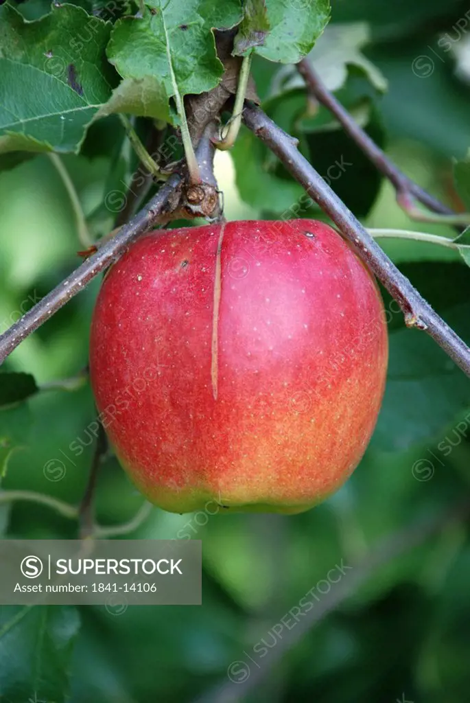 Close_up of apple growing on tree