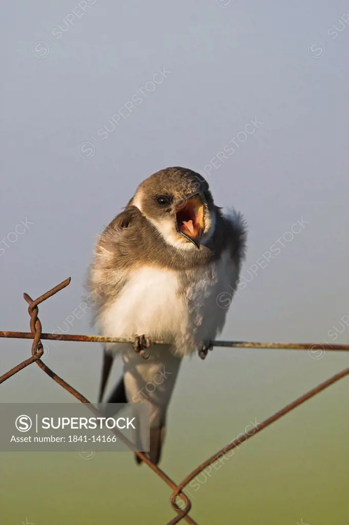 Singing Bank Swallow Riparia riparia sitting on chain_link fence, close_up