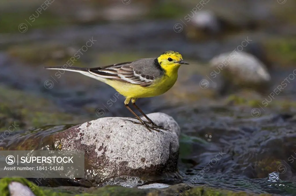 Citrine Wagtail Motacilla citreola sitting on stone in creek, side view