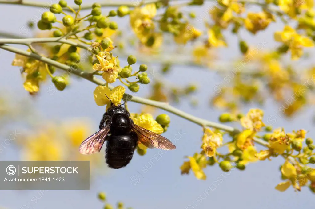 Insect on a blossom, Desert Botanical Garden, Phoenix, Arizona, USA, close_up