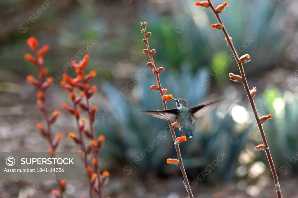 Hummingbird feeding, Desert Botanical Garden, Phoenix, Arizona, USA