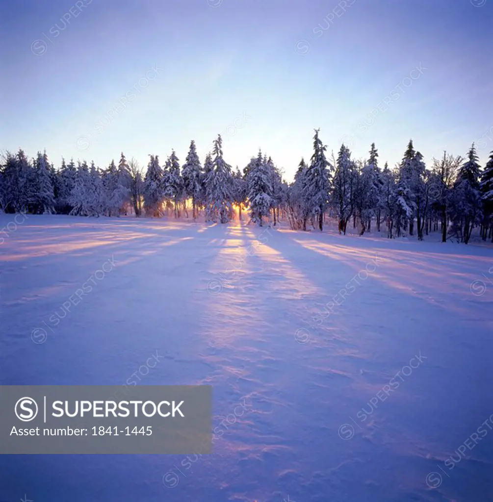 Trees on snow covered landscape at dusk, Mt. Fichtelberg, Saxony, Germany