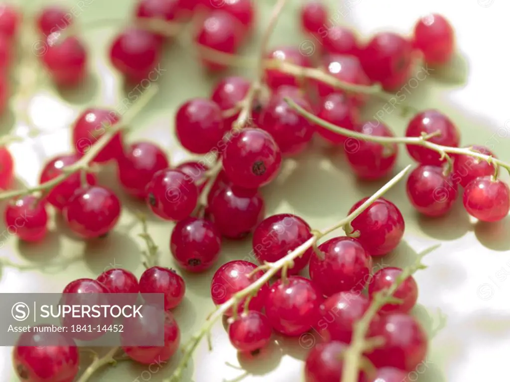 Close_up of red currants