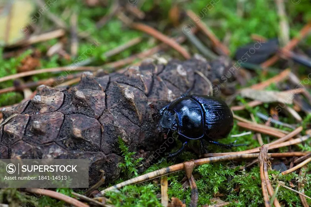 Close_up of Dung beetle on pine cone in field, Schleswig_Holstein, Germany