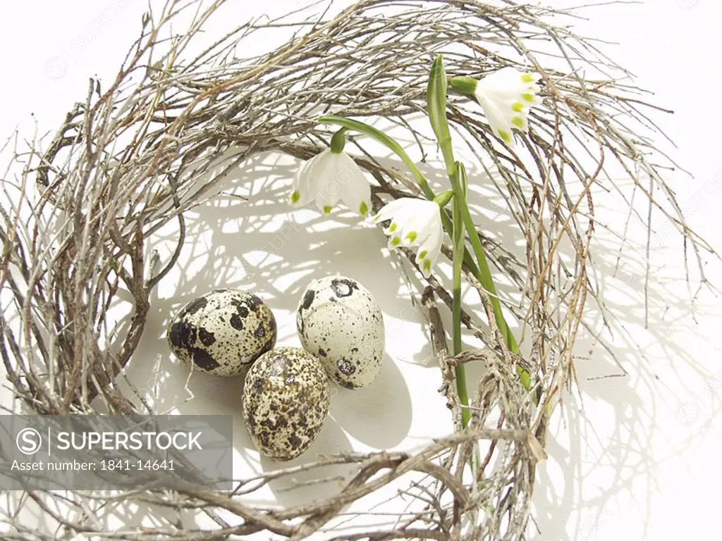 High angle view of quail eggs in nest