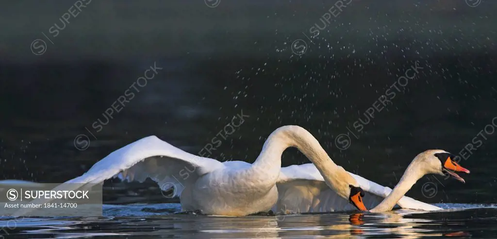 Close_up of two Mute Swans Cygnus Olor playing in lake