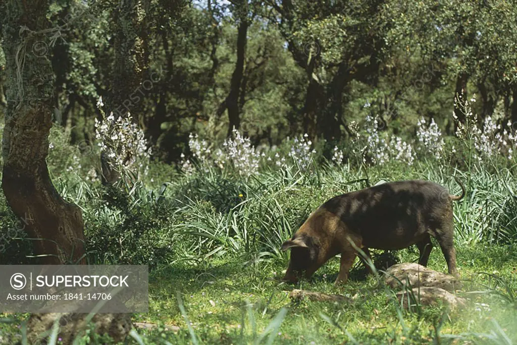 Pig foraging in field, Giara Di Gesturi, Sardinia, Italy
