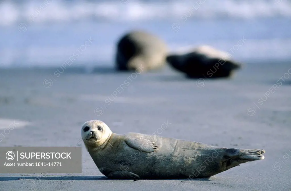 Harbor Seal, Phoca vitulina, Helgoland, Schleswig_Holstein, Germany