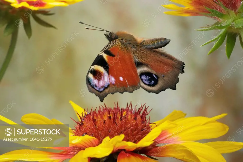 Close_up of Peacock butterfly flying over flower