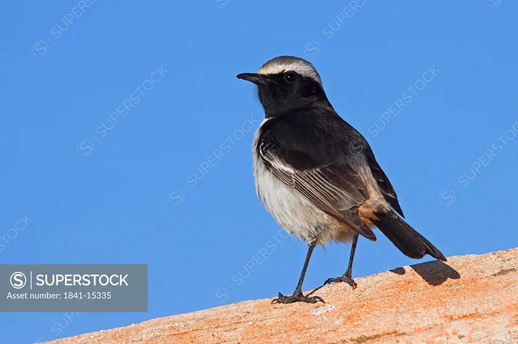Close_up of Red_rumped Wheatear Oenanthe moesta bird on stone