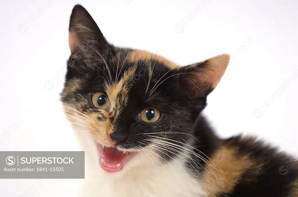 Close_up of kitten meowing