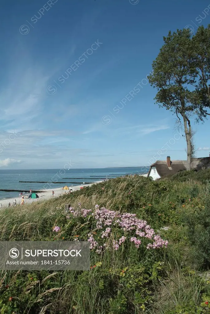 Reed with house on beach, Fischland_Darss_Zingst, Ahrenshoop, Nordvorpommern, Mecklenburg_Vorpommern, Germany