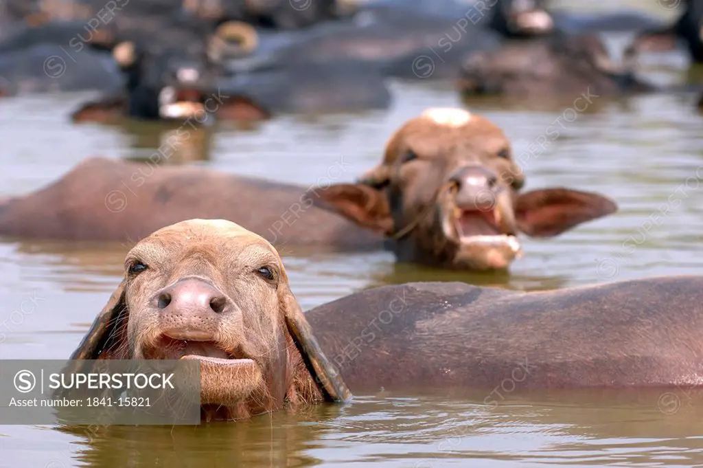 Wild Water buffaloes Bubalus arnee in water, Lucknow, Uttar Pradesh, India