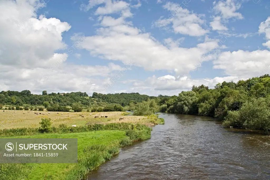 River flowing through forest, River Boyne, Boyne Valley, County Meath, Leinster, Ireland
