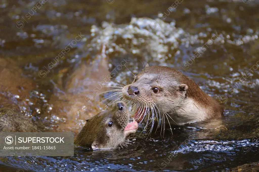 Close_up of two River Otters Lutra lutra fighting in water, Germany
