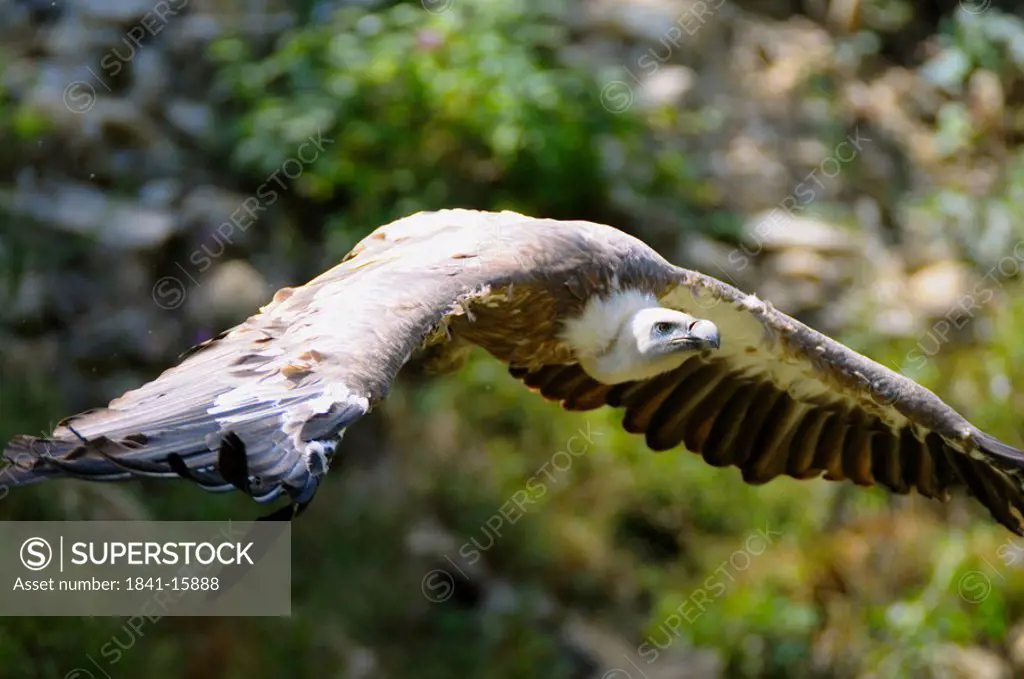 Griffon vulture Gyps fulvus flying