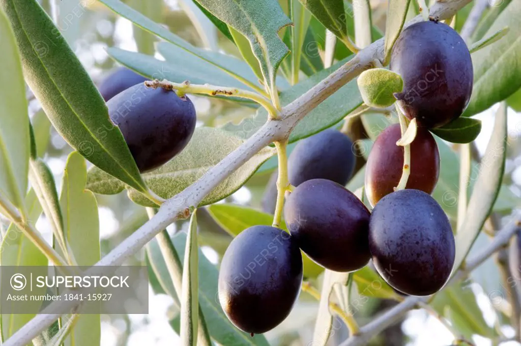 Close_up of black olives Olea europaea on tree