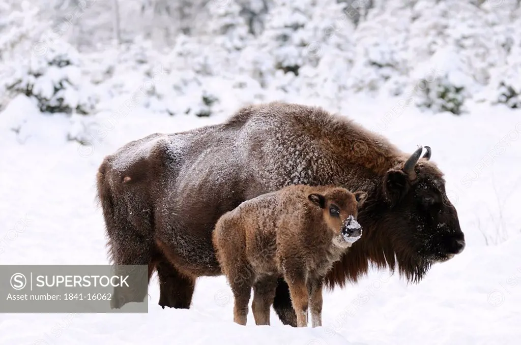 Wisent Bison bonasus with calf in snow, side view
