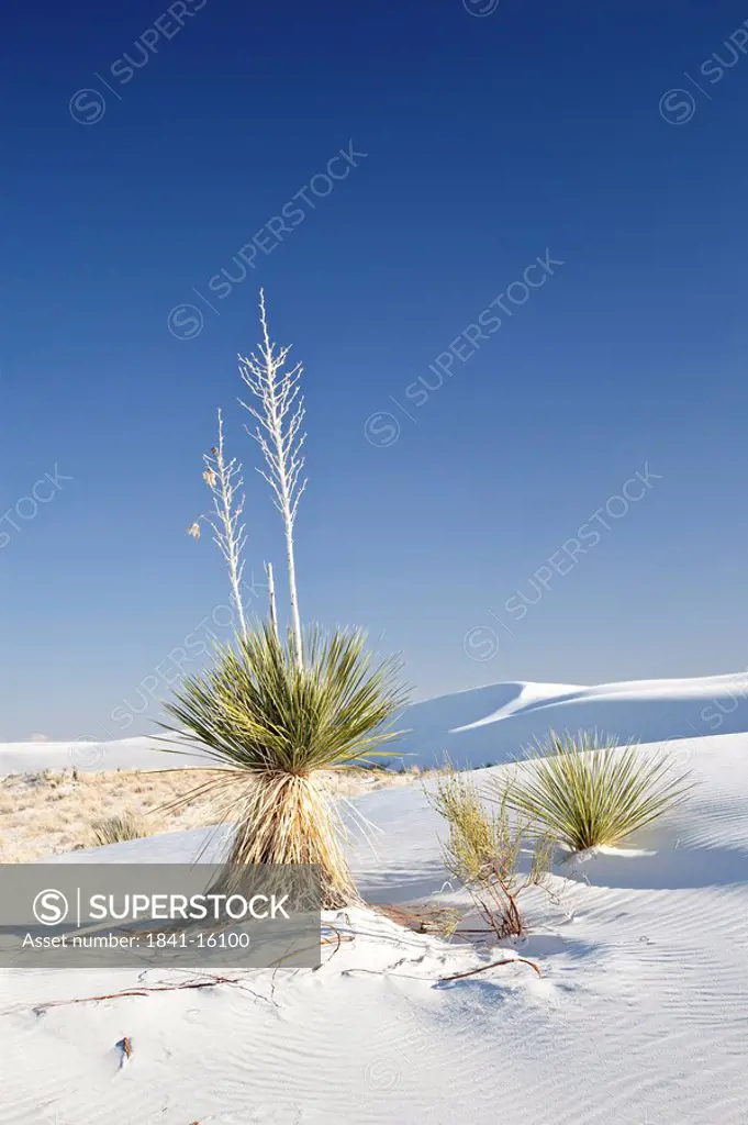 Plants in the White Sands National Monument, New Mexico, USA